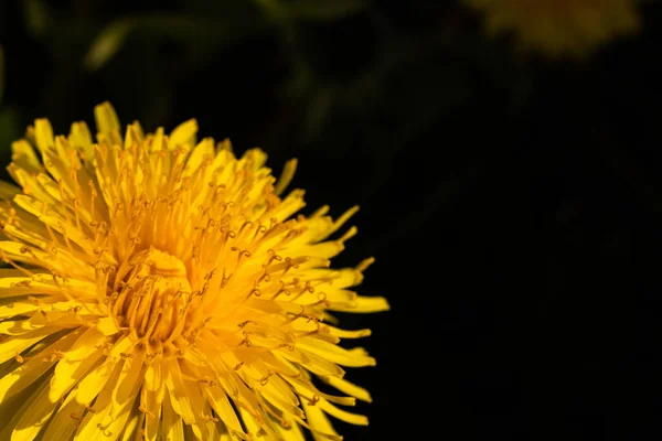 Macro Foto Uma Flor Dente Leão Amarelo — Fotografia de Stock