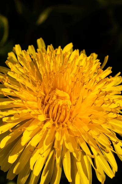 Macro Photo Une Fleur Pissenlit Jaune — Photo