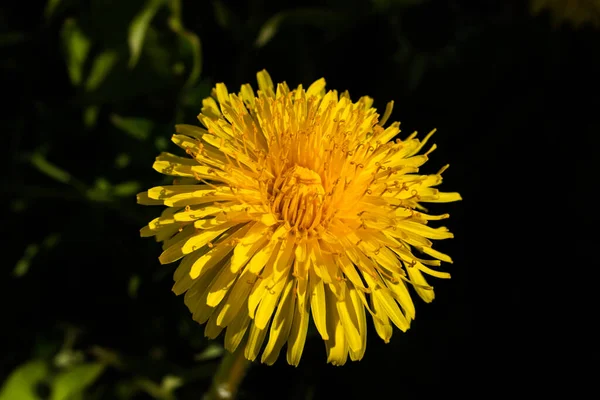 Makro Zdjęcie Żółtego Kwiatu Mniszka Lekarskiego — Zdjęcie stockowe