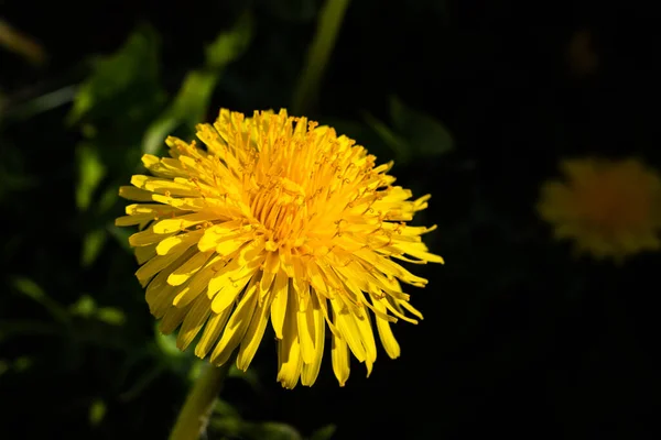 Macro Photo Yellow Dandelion Bloom — Stock Photo, Image