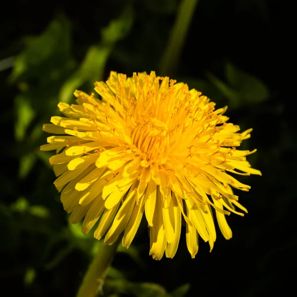黄色いタンポポの花のマクロ写真 — ストック写真