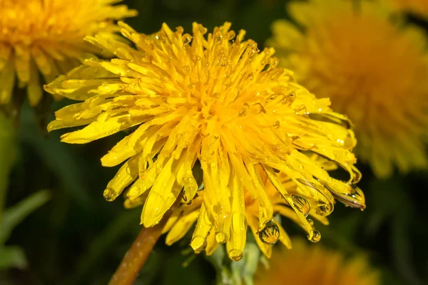 Macro Photo Une Fleur Pissenlit Jaune Avec Des Gouttes Pluie — Photo