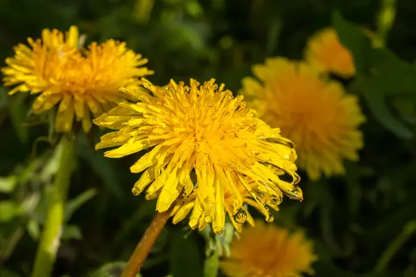 雨滴と黄色のタンポポの花のマクロ写真 — ストック写真