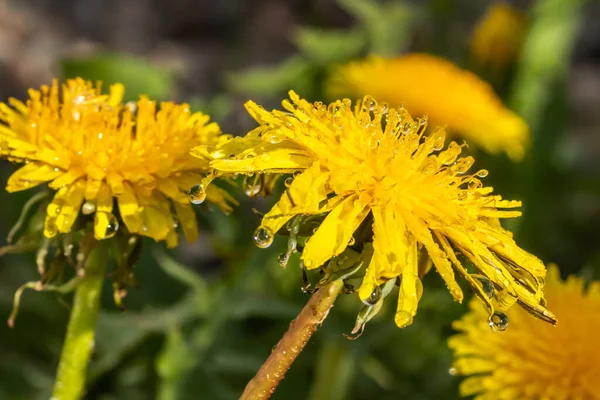 Makro Fotografie Žlutého Pampeliškového Květu Kapkami Deště — Stock fotografie