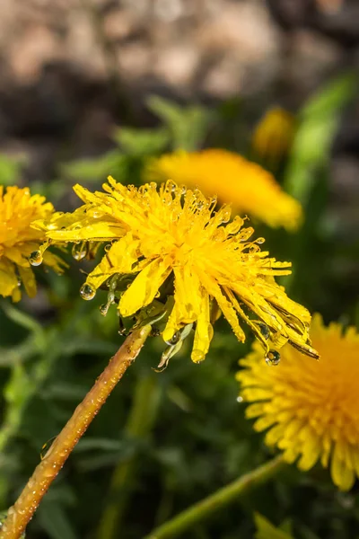 Makrofoto Einer Gelben Löwenzahnblüte Mit Regentropfen — Stockfoto