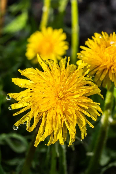 Macro Photo Une Fleur Pissenlit Jaune Avec Des Gouttes Pluie — Photo