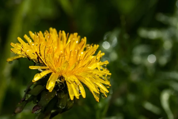 Macro Photo Yellow Dandelion Bloom Raindrops — Stock Photo, Image
