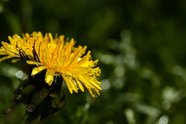 Macro Foto Una Flor Diente León Amarillo Con Gotas Lluvia — Foto de Stock