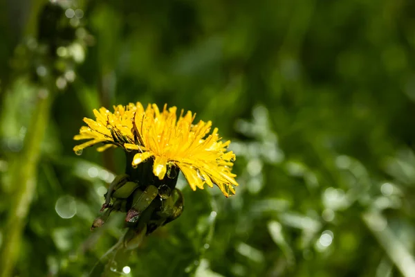 Makrofoto Einer Gelben Löwenzahnblüte Mit Regentropfen — Stockfoto