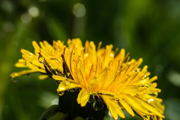 Makrofoto Einer Gelben Löwenzahnblüte Mit Regentropfen — Stockfoto