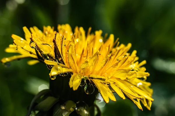 Macro Foto Uma Flor Dente Leão Amarelo Com Gotas Chuva — Fotografia de Stock