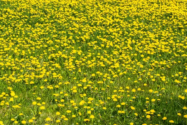 Güzel sarı bir karahindiba çiçeğiyle çayır.