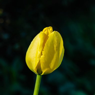 Bahar bahçesinde parlak sarı lale çiçeği