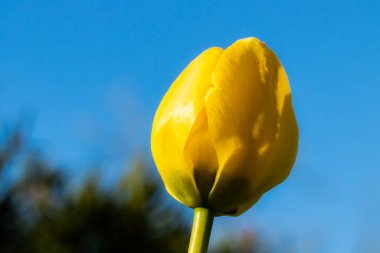 Mavi gökyüzü arka planında parlak sarı lale çiçeği