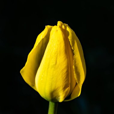 Siyah arka planda parlak sarı lale çiçeği