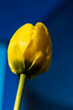 Mavi arka planda parlak sarı lale çiçeği