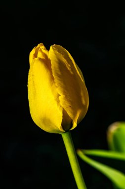 Siyah arka planda parlak sarı lale çiçeği