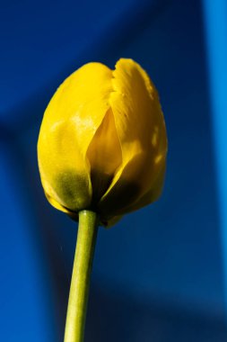 Mavi arka planda parlak sarı lale çiçeği