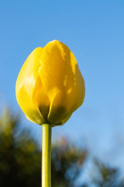 Mavi gökyüzü arka planında parlak sarı lale çiçeği