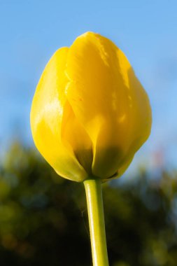 Mavi gökyüzü arka planında parlak sarı lale çiçeği