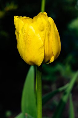 Bahar bahçesinde parlak sarı lale çiçeği