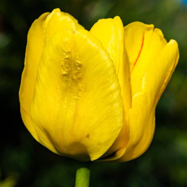 Bahar bahçesinde parlak sarı lale çiçeği