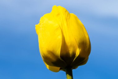 Mavi gökyüzü arka planında parlak sarı lale çiçeği
