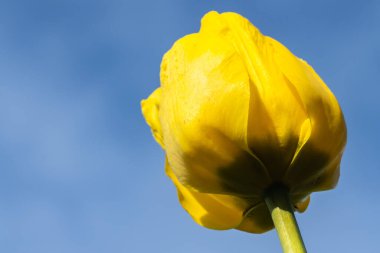 Mavi gökyüzü arka planında parlak sarı lale çiçeği