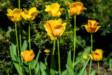 Bahar bahçesinde parlak sarı-turuncu laleler çiçek açar.