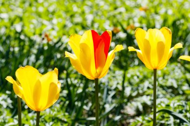 Bahar bahçesinde parlak sarı-kırmızı laleler çiçek açar.