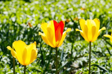 Bahar bahçesinde parlak sarı-kırmızı laleler çiçek açar.