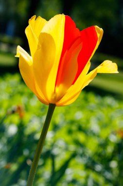 Bahar bahçesinde parlak sarı-kırmızı laleler çiçek açar.