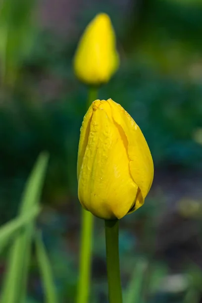 Flor Tulipa Amarela Brilhante Jardim Primavera — Fotografia de Stock