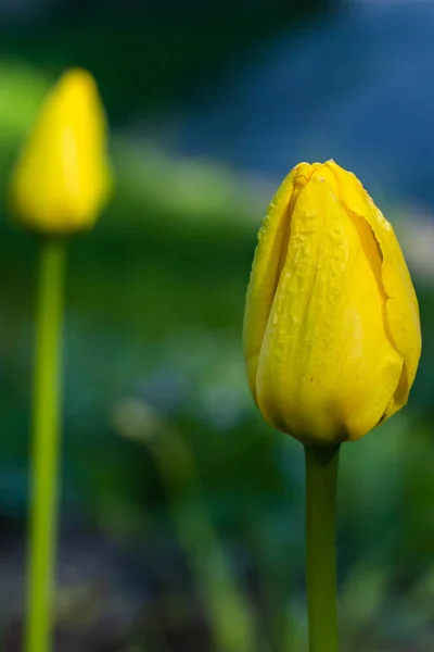 Bright Yellow Tulip Blossom Spring Garden — Stock Photo, Image