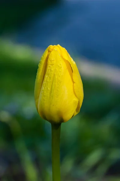 Flor Tulipa Amarela Brilhante Jardim Primavera — Fotografia de Stock