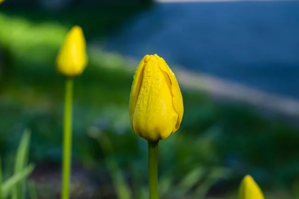 Flor Tulipa Amarela Brilhante Jardim Primavera — Fotografia de Stock