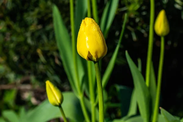 Bahar Bahçesinde Parlak Sarı Laleler Çiçek Açar — Stok fotoğraf
