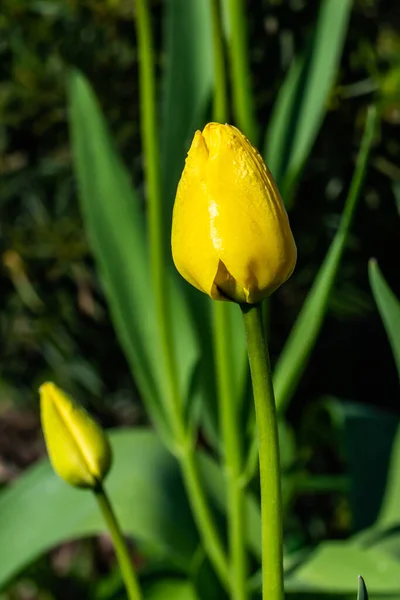 Brillantes Tulipanes Amarillos Florecen Jardín Primavera — Foto de Stock