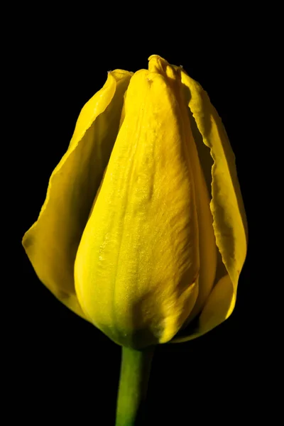Jasnożółty Kwiat Tulipana Czarnym Tle — Zdjęcie stockowe