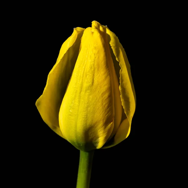 Leuchtend Gelbe Tulpenblüte Auf Schwarzem Hintergrund — Stockfoto