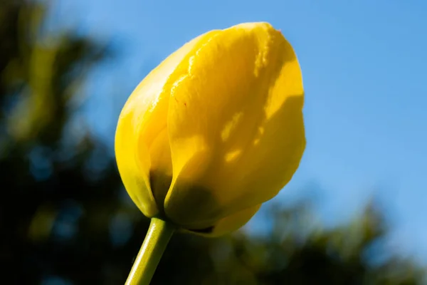 Φωτεινό Κίτρινο Λουλούδι Τουλίπας Στο Μπλε Φόντο Του Ουρανού — Φωτογραφία Αρχείου