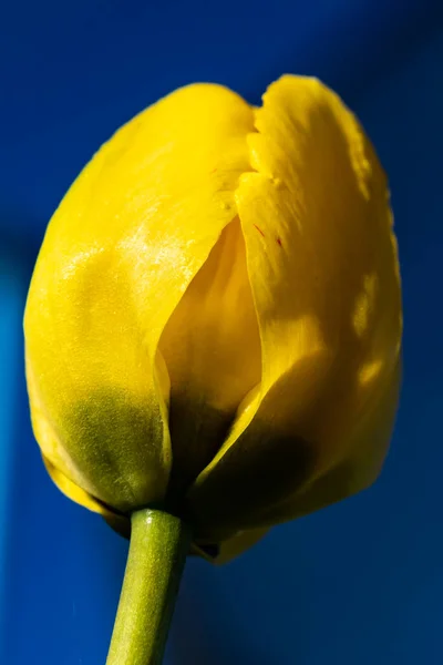 Leuchtend Gelbe Tulpenblüte Auf Blauem Hintergrund — Stockfoto