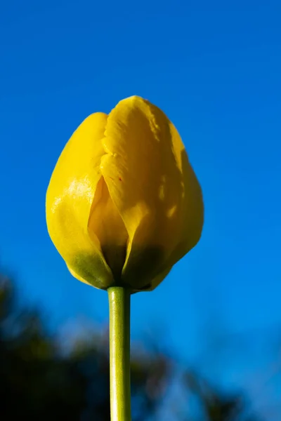 Leuchtend Gelbe Tulpenblüte Bei Blauem Himmel Hintergrund — Stockfoto