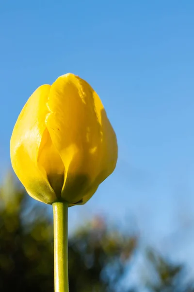 Flor Tulipán Amarillo Brillante Fondo Del Cielo Azul — Foto de Stock