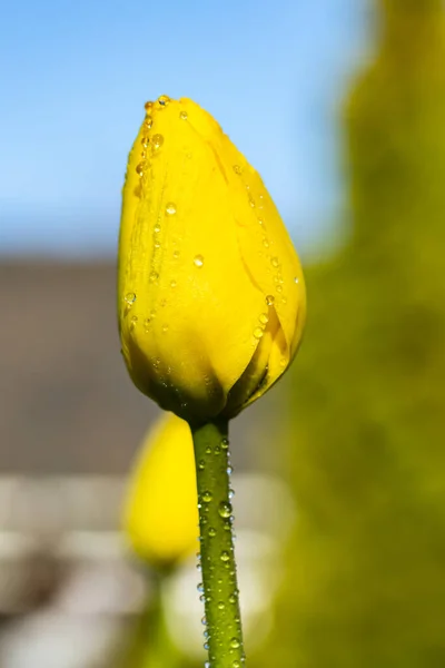 Bright Yellow Tulip Blossom Raindrops Spring Garden — Stock Photo, Image
