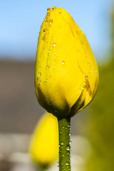 Leuchtend Gelbe Tulpenblüte Mit Regentropfen Frühlingsgarten — Stockfoto