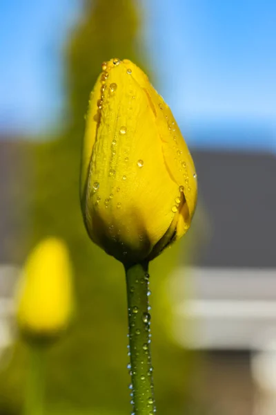 Bright Yellow Tulip Blossom Raindrops Spring Garden — Stock Photo, Image