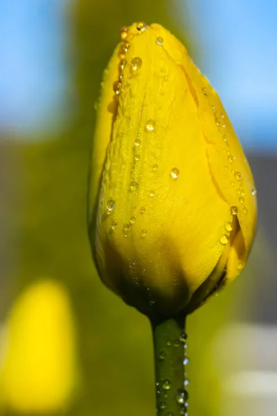 Flor Tulipán Amarillo Brillante Con Gotas Lluvia Jardín Primavera — Foto de Stock
