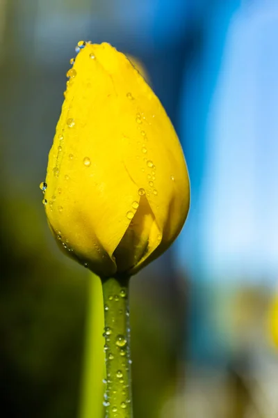 Leuchtend Gelbe Tulpenblüte Mit Regentropfen Frühlingsgarten — Stockfoto