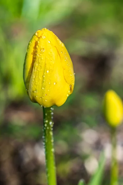 Flor Tulipa Amarela Brilhante Com Gotas Chuva Jardim Primavera — Fotografia de Stock